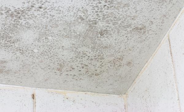 Mold Remediation by Complete Clean Water Extraction