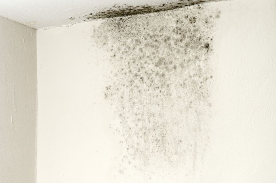 Mold Remediation by Complete Clean Water Extraction