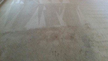 Carpet Cleaning by Complete Clean Water Extraction