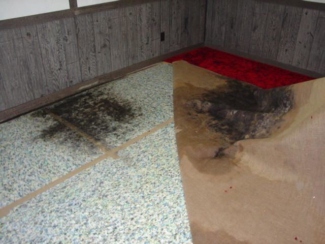 Carpet Restoration - Untreated Moisture in Carpet