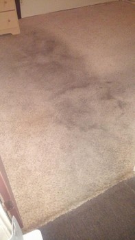 Deep Carpet Cleaning in San Antonio, TX